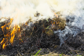 Burning dry grass - Environmental issues