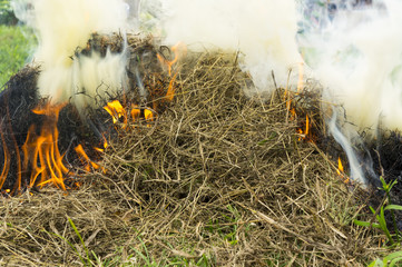 Burning dry grass - Environmental issues