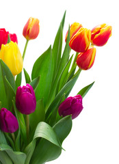 fresh purple, yellow and red tulip flowers with green leaves close up isolated on white background