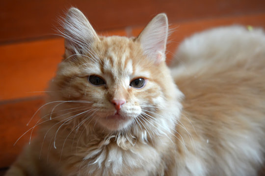 Домашний рыжий котенок крупным планом

