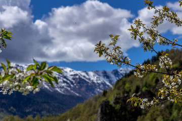 mountain flower tree.