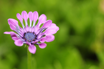 Purple daisy