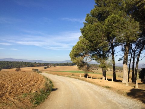 Campo