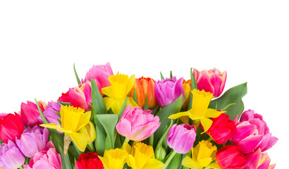 fresh pink, purple and red tulips and yellow daffodils border isolated on white background