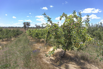 Fresh apple from orchard