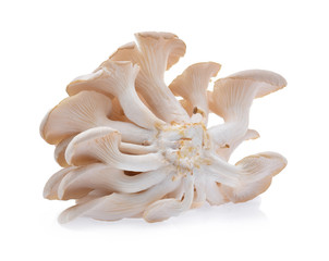 oyster mushroom on white background