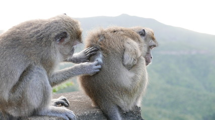 Monkey grooming