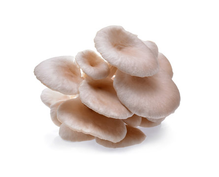oyster mushroom on white background