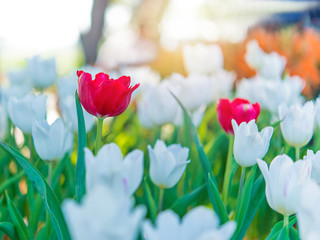 Amazing nature of white tulips under sunlight at the middle of summer or spring day landscape. Natural view of flower blooming in the garden with green grass as a background.