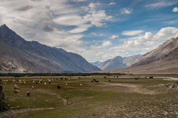 Plains in the nubra valley