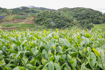 Green tea bud and fresh leaves on blurred background,thailand