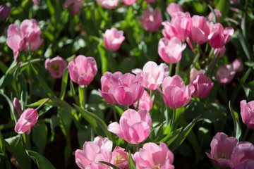Obraz na płótnie Canvas Pink tulips And natural beauty