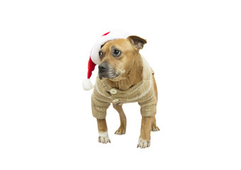 Staffordshire Bull Terrier in a Santa Claus hat
