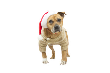 Terrier in a Santa Claus hat