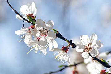 Blossoming apricot. Flowering white tree