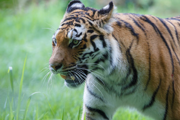 Closeup view of a siberian tiger