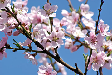 Blossoming peach. Flowering white tree