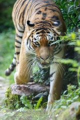 Siberian tiger moving towards the camera