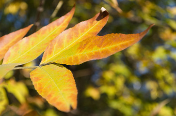 autumn yellow leaves