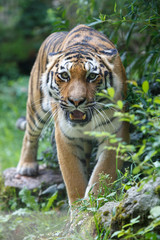 Siberian tiger pointing at the camera