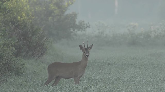 Roe Deer in meadow early morning