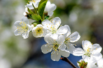 Obraz premium Blossoming cherry. Flowering white tree