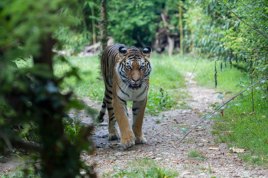 Amur tiger moving along a path in the forest