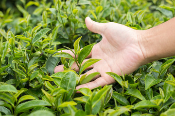 Green tea bud and fresh leaves on blurred background,thailand