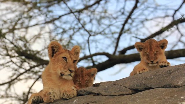 Lionne, Lion et Lionceaux en Tanzanie, Parc du Serengeti