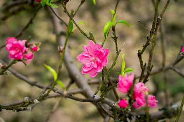 Fototapeta premium Spring Cherry Flower