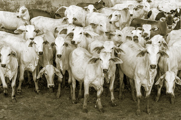 A herd of cows on the El Cedral farm - Los Llanos, Venezuela (stylized retro)