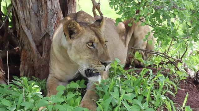 Lionne, Lion et Lionceaux en Tanzanie, Parc du Serengeti