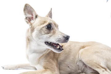 isolated dog with diseased teeth 