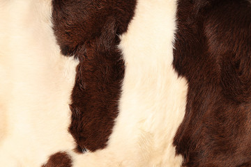 Brindled cow hide, close up
