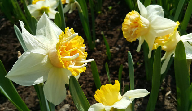 Closeup of beautiful Narcissus