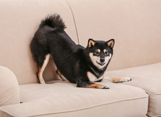 Cute little Shiba Inu dog playing on couch at home