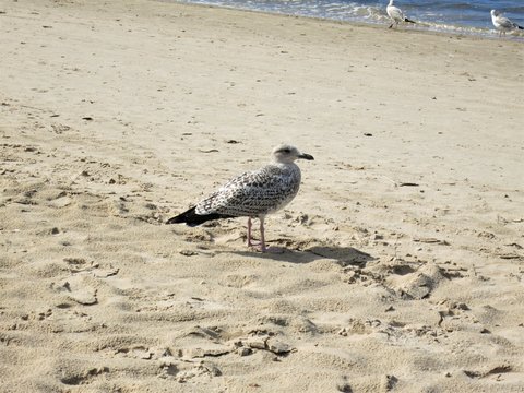 чайка на песке