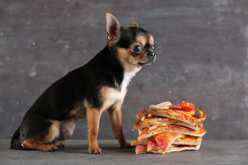 Small chihuahua dog and pizza slices on table