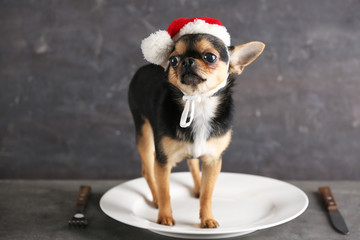 Small chihuahua dog in Santa hat on empty plate