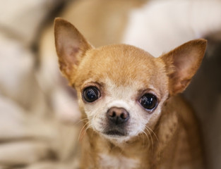 Closeup view of cute funny chihuahua