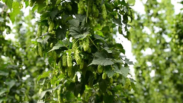 Closeup of ripe hop cones on the field