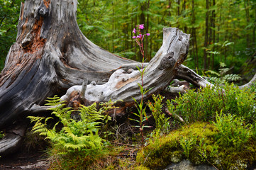 trees in green forest with moss and autumn colors