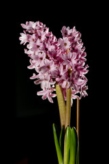 Fototapeta premium Beautiful defocus blur background with tender flowers