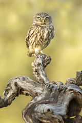 Adult male of Little owl. Athene noctua