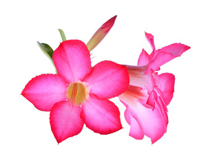 Desert rose or Ping Bignonia in flowerpot isolated on white back