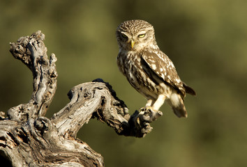 Adult male of Little owl. Athene noctua