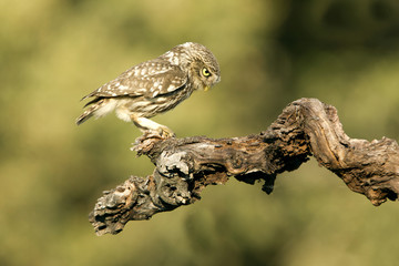 Little owl. Athene noctua