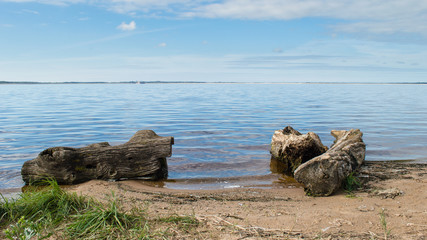 beach skyline with old tree trunks in water.