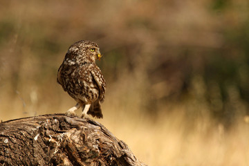 Little owl . Athene noctua