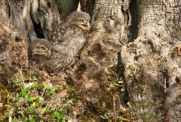 Two Little owl chicks in the nest. Athene noctua